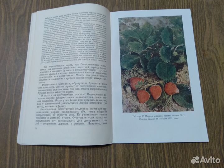 Ремонтантная земляника. Крупина М. Г. 1958 г