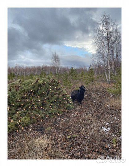 Сосна Оптом