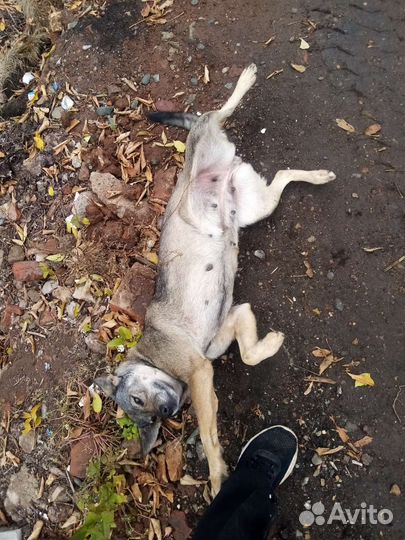 Мясокостный фарш корм для собак кур и кошек. Обмен