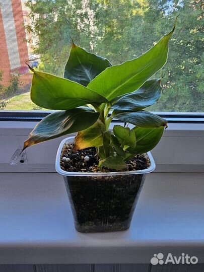 Банан киевский карлик