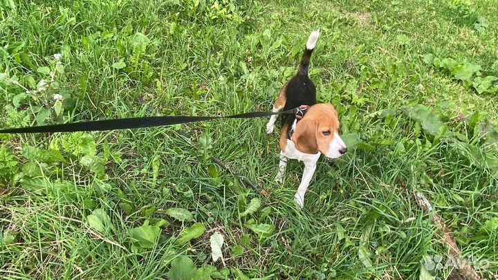 Щенок Бигль мальчик