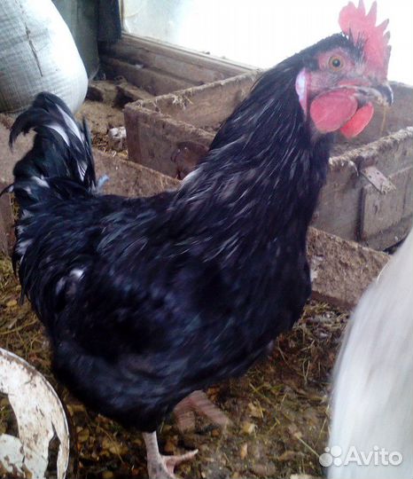 Яйцо инкубационное чешский доминант