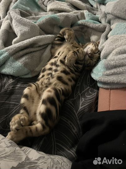 Бенгальская