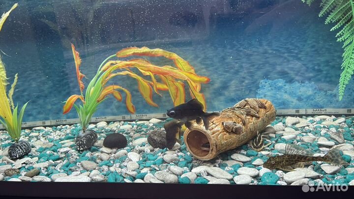 Аквариумные рыбы 