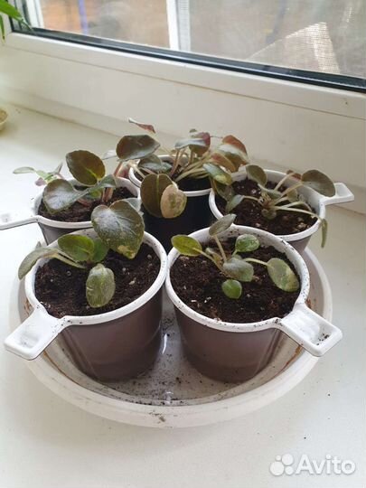 Детки сортовых фиалок