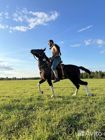 Продам лошадь жеребца