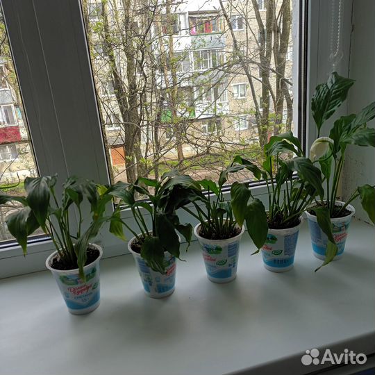 Цветок Спатифиллум