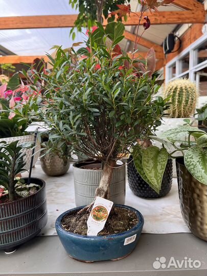 Бонсай. Фикус гинсенг