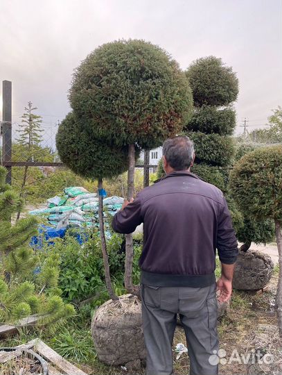 Можжевельник формированный виргинский