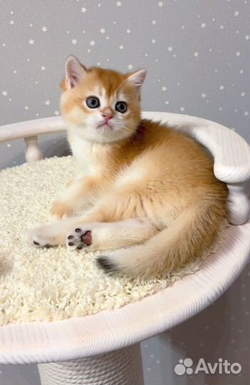 Британская золотая шиншилла