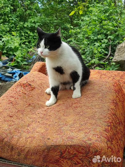 Тётя Мотя 1 год, стерилизована в добрые руки