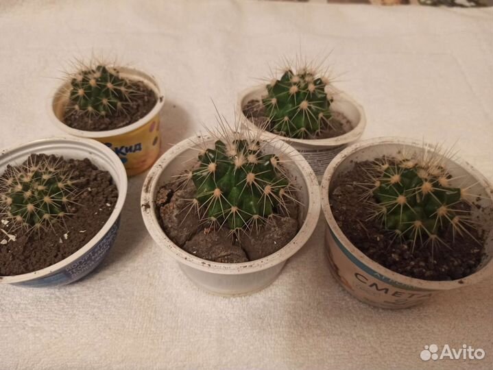 Кактус