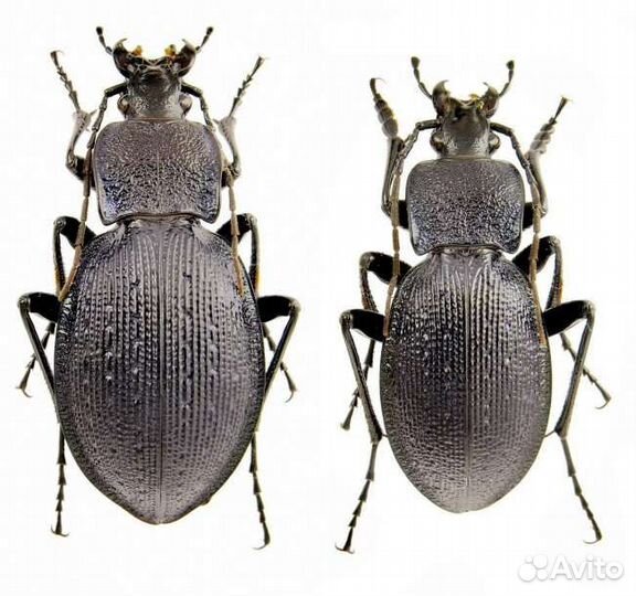 Жуки Carabus gyllenhali