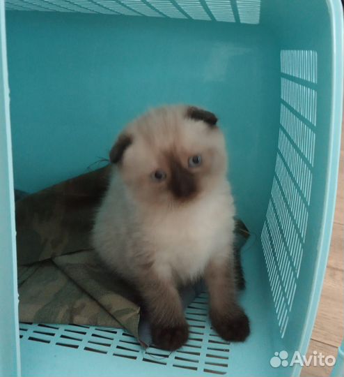 Котик в добрые руки в резерве до 8 июня