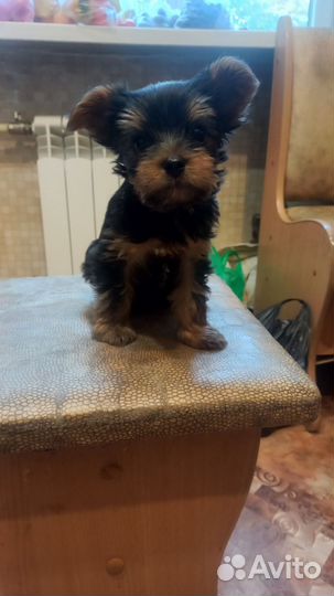 Йоркширский терьер