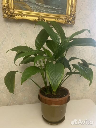 Спацифилум, хлорофитум, фикус бенджамина