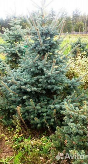 Голубая ель продажа