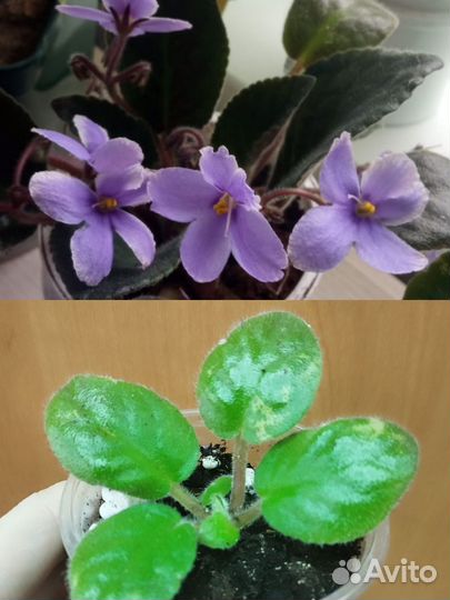 Комнатные цветы