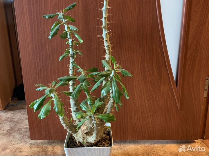 Пахиподиум