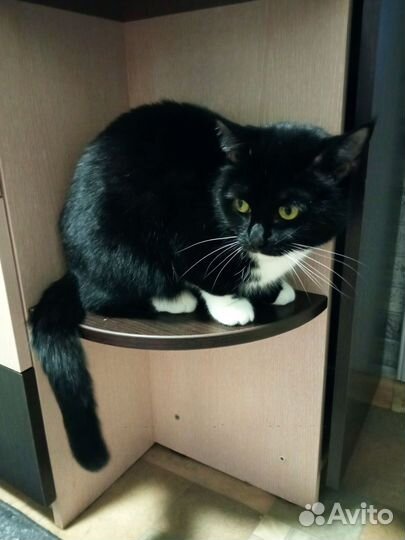 Кошка мышеловка