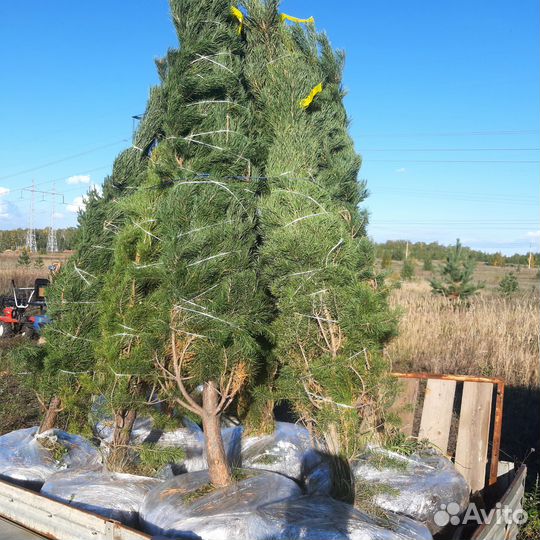 Растения крупномеры