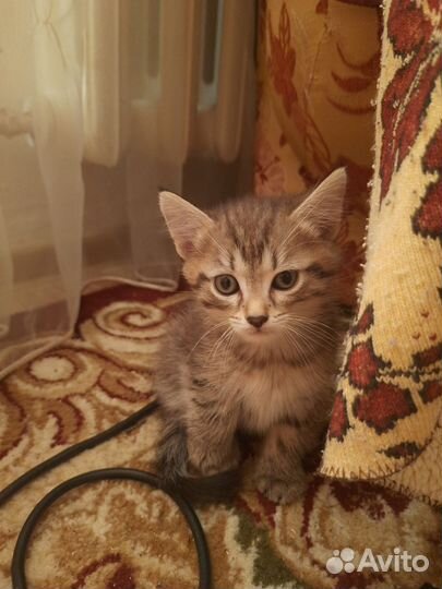 Кошка в дар бесплатно