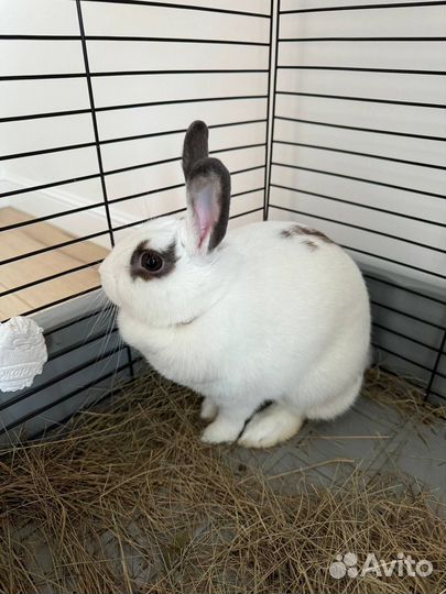 Декоративный кролик белый