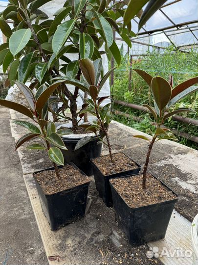 Фикус каучуконосный