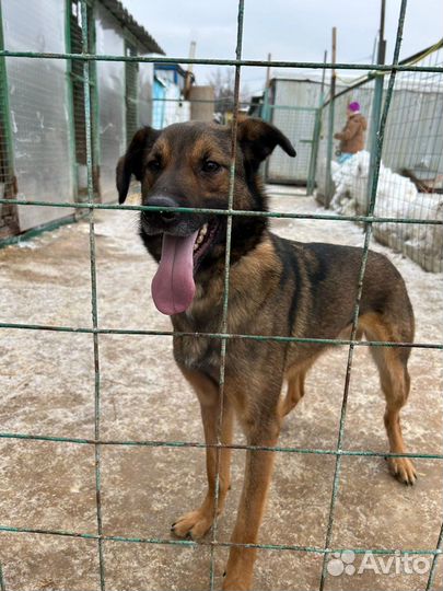 Дружок - игривый и ласковый пес