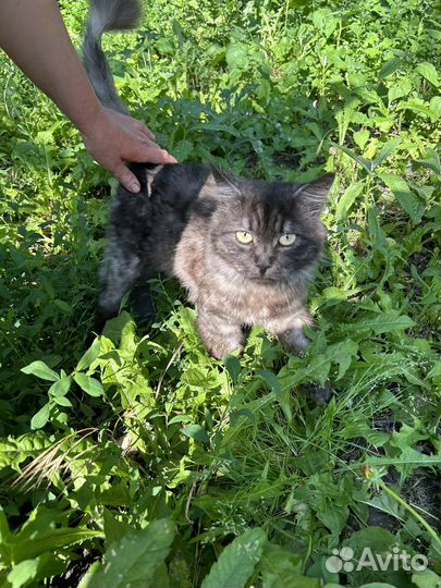 Персидский котик в добрые руки