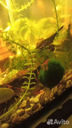 Аквариумные рыбки и растения