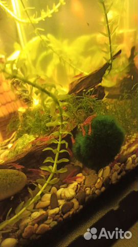 Аквариумные рыбки и растения