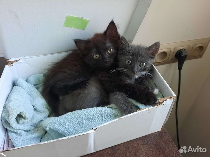 Котята в добрые руки