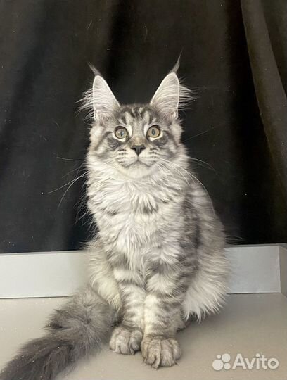 Мейн-кун кошечка