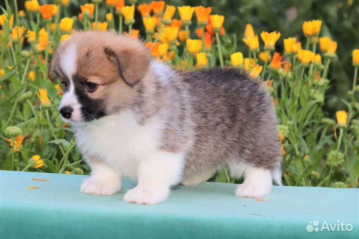 Вельш корги пемброк - рыже-белые, триколор