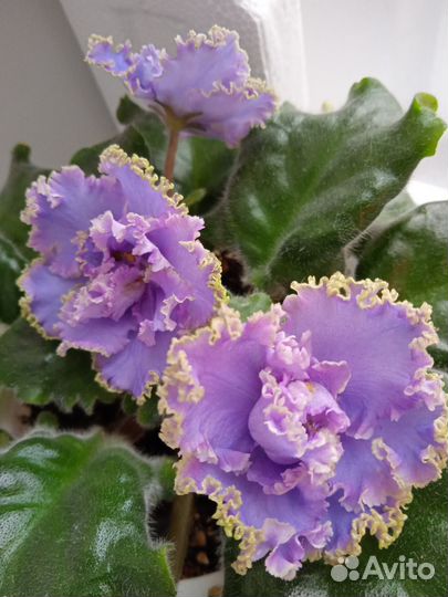 Фиалка Безымянная красавица