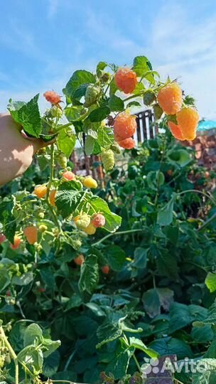 Саженцы малины Оранжевое Чудо