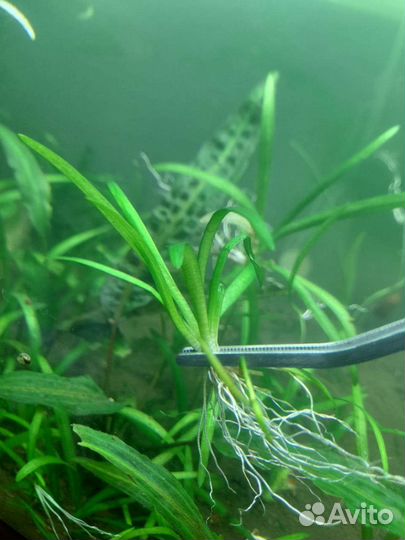 Аквариумные растения, мох Ломариопсис, Сагиттария