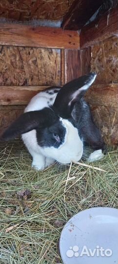 Продам кроликов