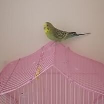 Волнистый попугай