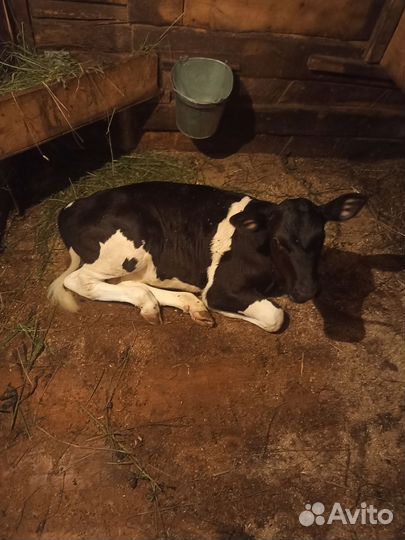 Продам 2 телочек