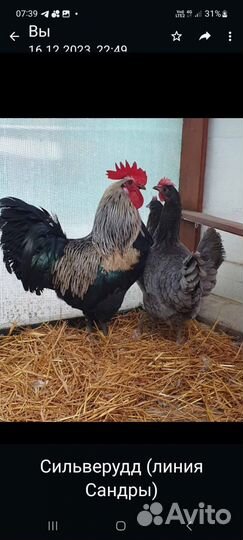 Продам цыплят