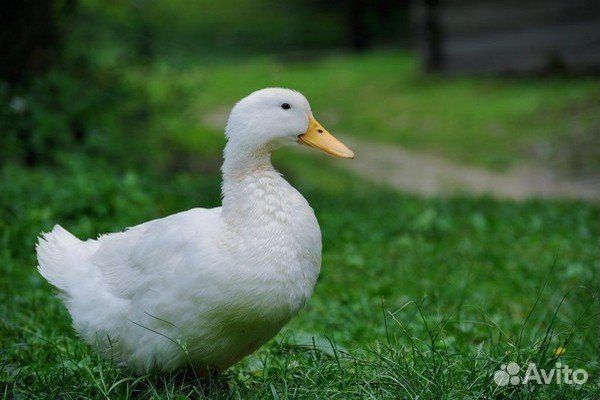Гуси, утки, перепелки техаские, цыплята несушки