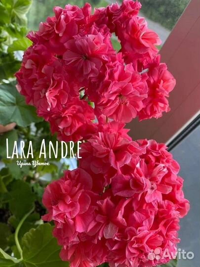 Сортовые пеларгонии Леона Галактика, Ю Мерлезон 2