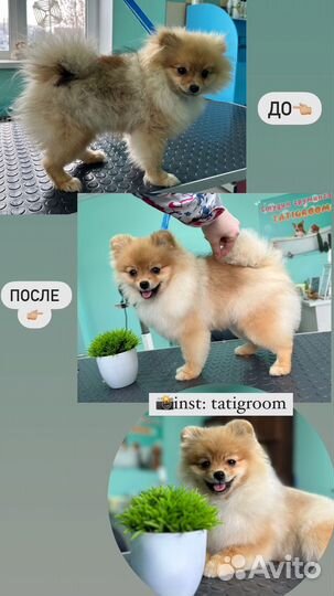 Стрижка собак (груминг)