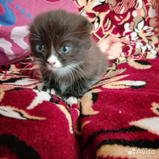 Котёнок вислоухий(девочка)