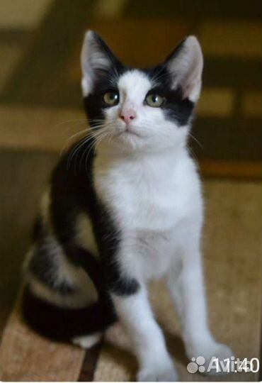 Ласковый, игривый мальчик с Вет.паспортом