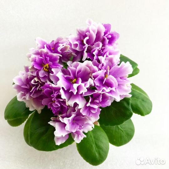 Продаю срезанные черенки и детки фиалок