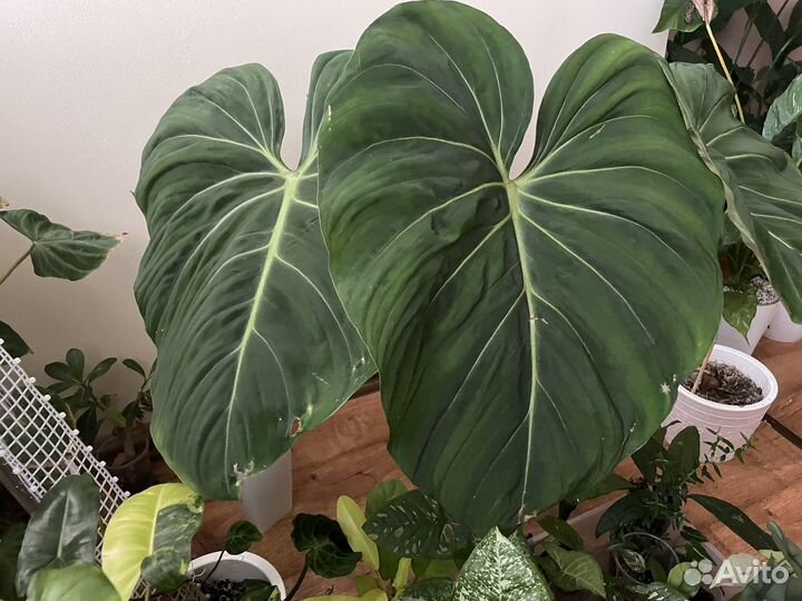 Филодендрон глориозум макушка