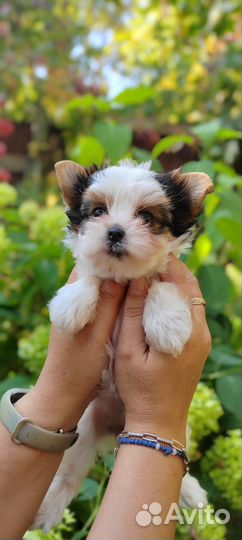 Бивер Мини Девочка